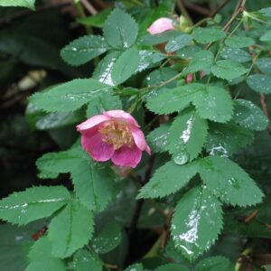 Delicate witte Rosa gymnocarpa bloem met groene bladeren op natuurlijke achtergrond.