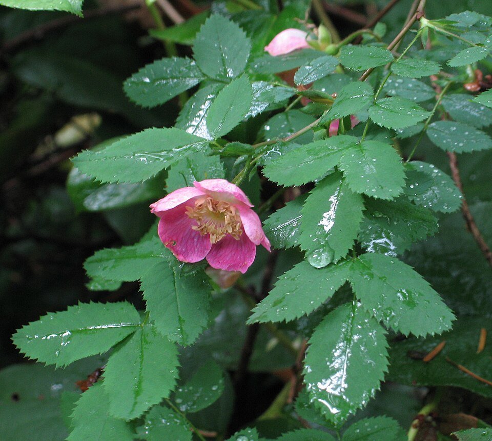 Delicate witte Rosa gymnocarpa bloem met groene bladeren op natuurlijke achtergrond.