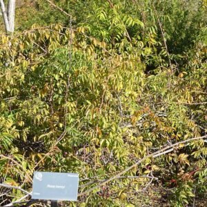 Witte bloem van Rosa henryi in Quarryhill Botanical Garden.