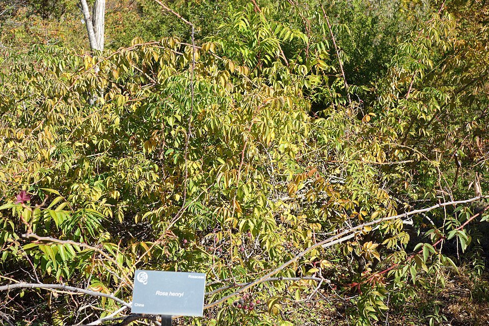 Witte bloem van Rosa henryi in Quarryhill Botanical Garden.