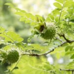 Delicate Rosa hirtula bloemen met groene bladeren op heldere achtergrond.