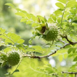 Delicate Rosa hirtula bloemen met groene bladeren op heldere achtergrond.