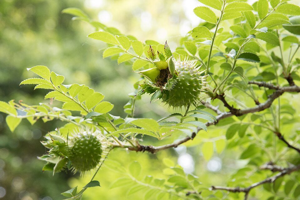 Delicate Rosa hirtula bloemen met groene bladeren op heldere achtergrond.