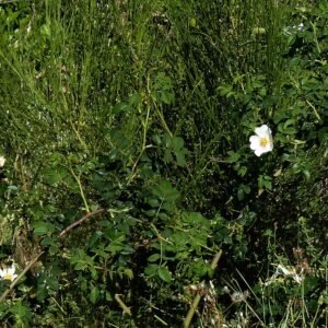 Delicate roze bloemen van Rosa mandonii op groenbladige achtergrond.