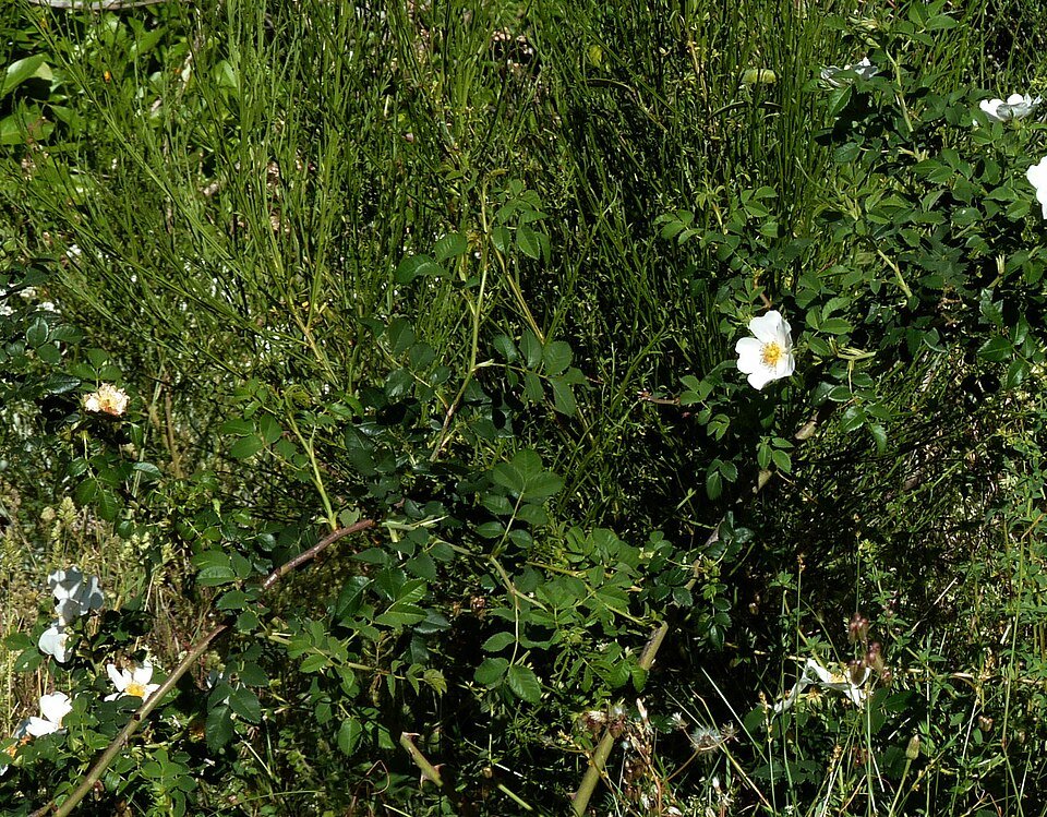 Delicate roze bloemen van Rosa mandonii op groenbladige achtergrond.