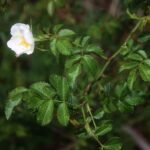 Delicate roze bloem van Rosa micrantha op kleigrond.