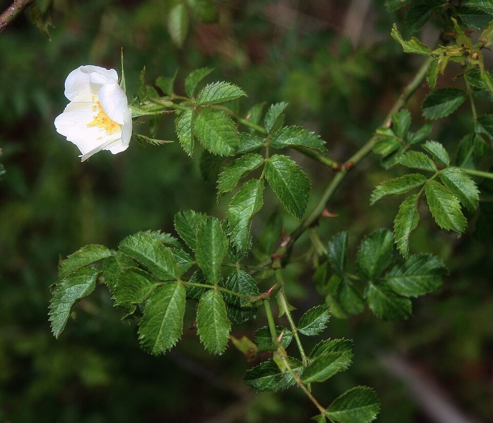 Delicate roze bloem van Rosa micrantha op kleigrond.