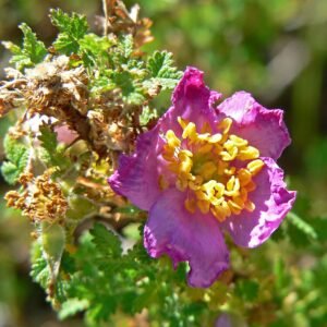 Zachtroze Rosa minutifolia bloem met groene bladeren en stekelige stengels.