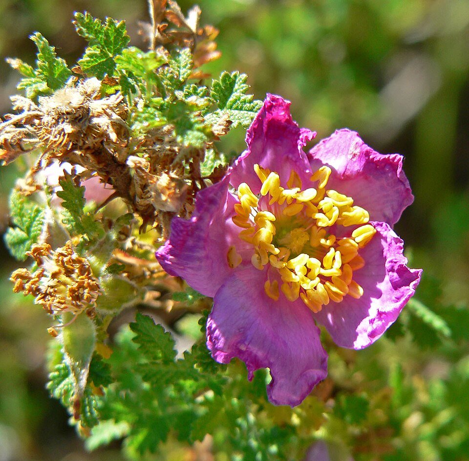 Zachtroze Rosa minutifolia bloem met groene bladeren en stekelige stengels.