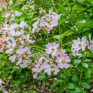 Veelbloemige roos met witte bloemen en groen blad in Lyonse botanische tuin.