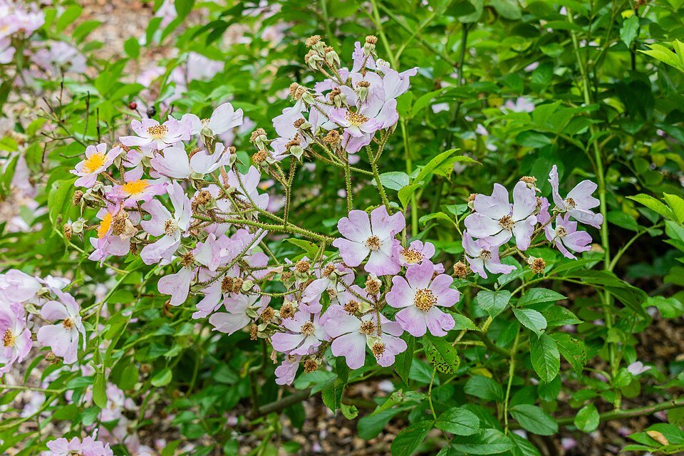 Veelbloemige roos met witte bloemen en groen blad in Lyonse botanische tuin.