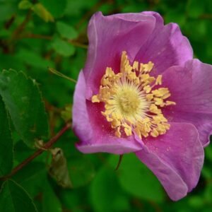 Rosa nutkana struik met lichtroze bloemen en groene bladeren.