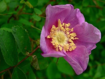 Rosa nutkana struik met lichtroze bloemen en groene bladeren.