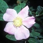 Deep red Rosa palustris flowers against lush green foliage.