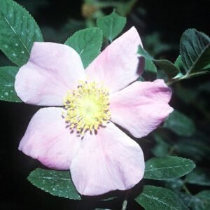 Deep red Rosa palustris flowers against lush green foliage.