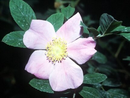Deep red Rosa palustris flowers against lush green foliage.