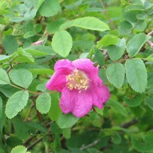 Roze pendulina roos in volle bloei.