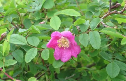 Roze pendulina roos in volle bloei.