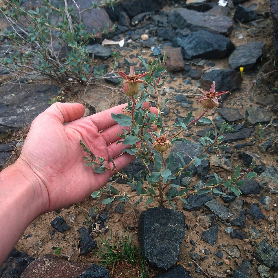 Delicate roze Persica bloem met heldere kleur en bloemblaadjes.