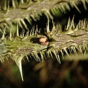 Delicate roze bloemen van Rosa prattii op groene achtergrond.