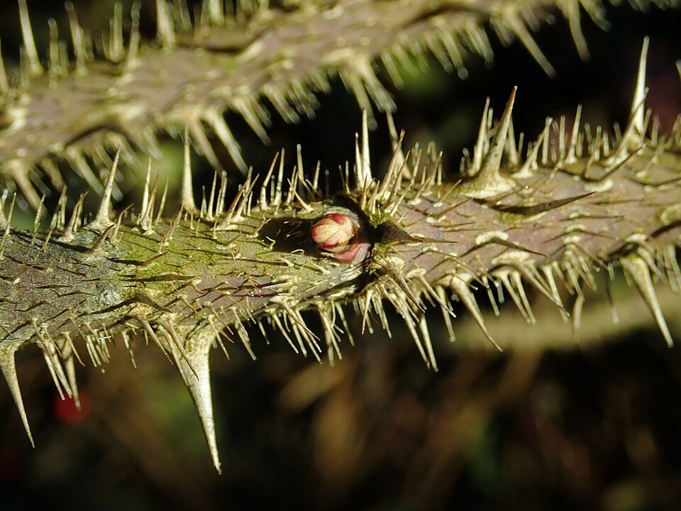 Delicate roze bloemen van Rosa prattii op groene achtergrond.