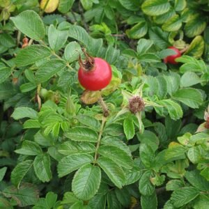 Rosa rugosa bloem op kalkrijke grond met winterhardheid.