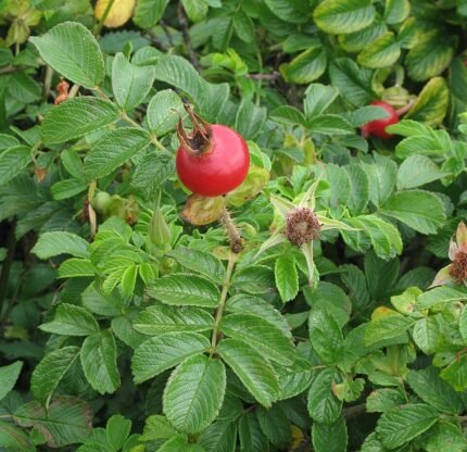 Rosa rugosa bloem op kalkrijke grond met winterhardheid.