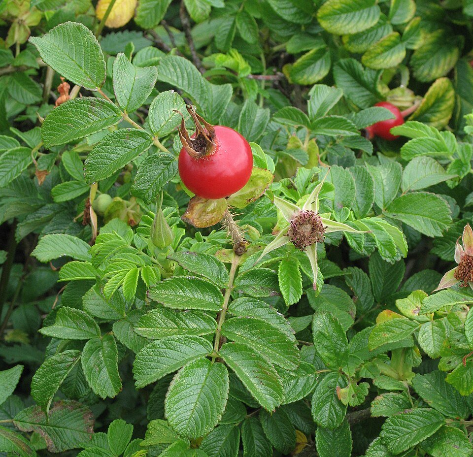 Rosa rugosa bloem op kalkrijke grond met winterhardheid.