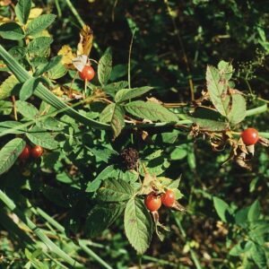 Rosa sherardii met lichtroze bloemen en groen blad in halfschaduw.