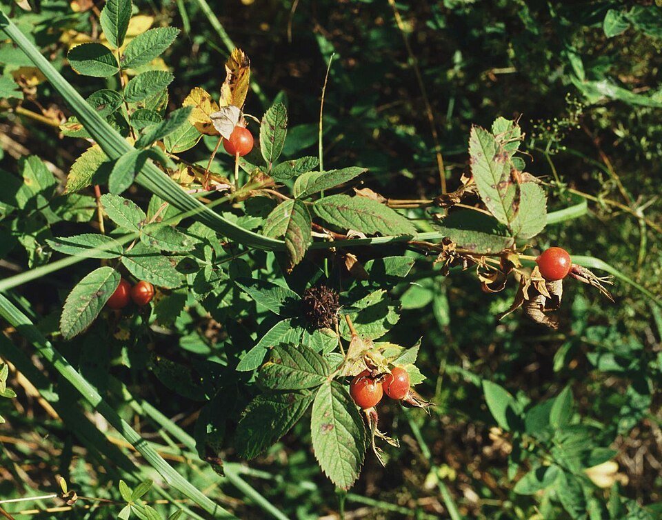 Rosa sherardii met lichtroze bloemen en groen blad in halfschaduw.