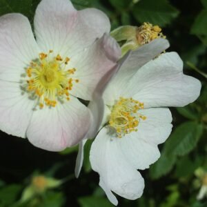 Close-up van Rosa stylosa bloem op kalkrijke grond in schaduw.