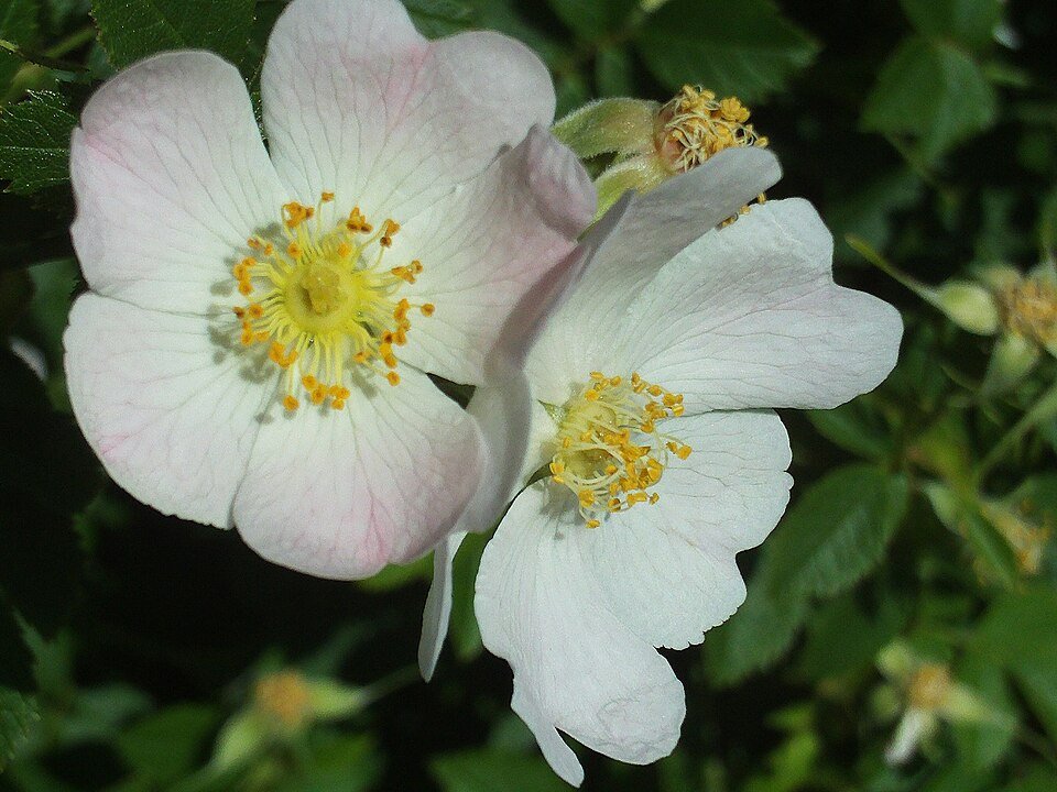 Close-up van Rosa stylosa bloem op kalkrijke grond in schaduw.