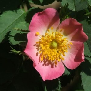 Rozen van Viltroos op zandgrond, winterhard, schaduwrijke standplaats.