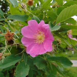 Zachte roze Rosa webbiana bloem op groene bladeren.