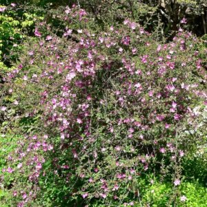 Lichtroze bloemen van Rosa willmottiae op donkergroen blad.