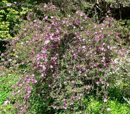 Lichtroze bloemen van Rosa willmottiae op donkergroen blad.
