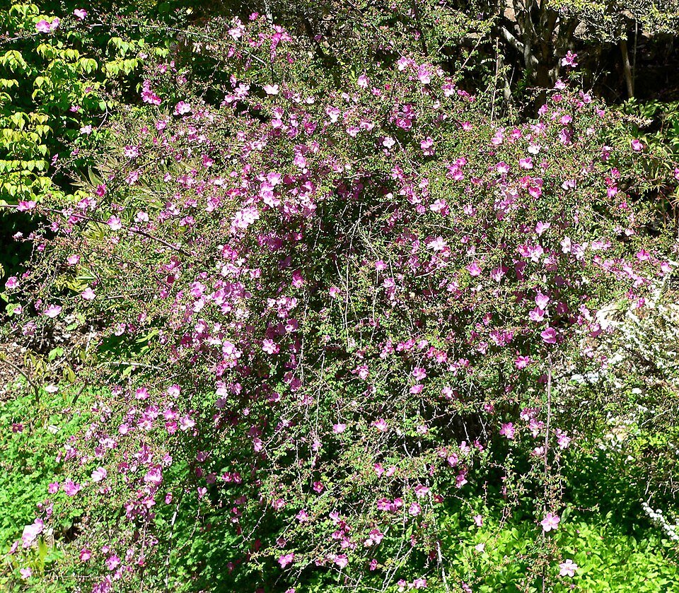 Lichtroze bloemen van Rosa willmottiae op donkergroen blad.