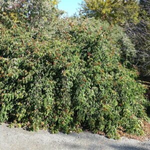 Pink Rosa ×odorata flowers in Quarryhill Botanical Garden with green leaves.