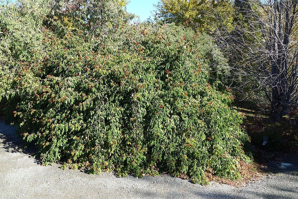 Pink Rosa ×odorata flowers in Quarryhill Botanical Garden with green leaves.
