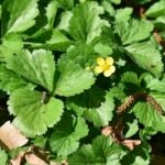 Gele bloemen en heldergroene bladeren van Waldsteinia ternata op bloembed.