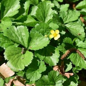 Gele bloemen en heldergroene bladeren van Waldsteinia ternata op bloembed.