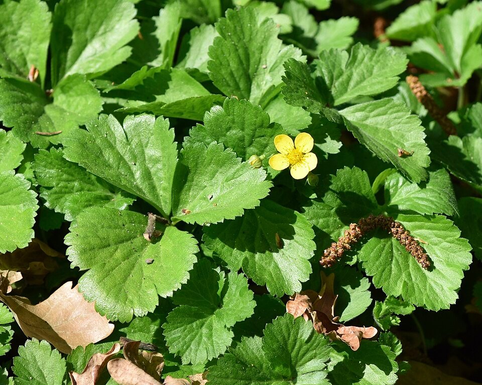 Gele bloemen en heldergroene bladeren van Waldsteinia ternata op bloembed.