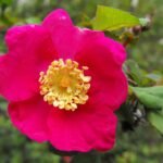 Bloeiende Rosa pinetorum met heldere roze bloemen en donkergroene bladeren.