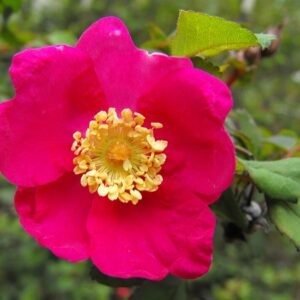 Bloeiende Rosa pinetorum met heldere roze bloemen en donkergroene bladeren.