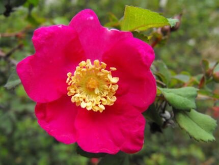 Bloeiende Rosa pinetorum met heldere roze bloemen en donkergroene bladeren.