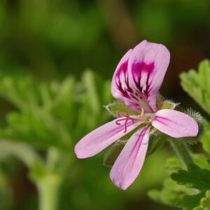 Pelargonium 'citrosum' met groen blad en roze bloemen.