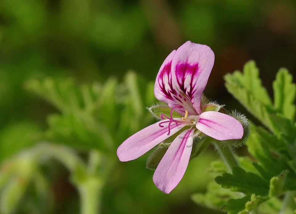 Pelargonium 'citrosum' met groen blad en roze bloemen.