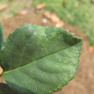 Rose plant with mosaic pattern caused by Prunus necrotic ringspot virus.