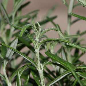 Close-up van bladluizen op een rozenmarijnblad op kleigrond.