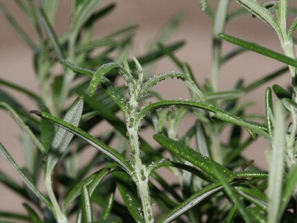 Close-up van bladluizen op een rozenmarijnblad op kleigrond.